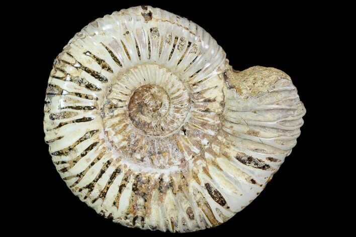Polished Jurassic Ammonite (Perisphinctes) - Madagascar #104925